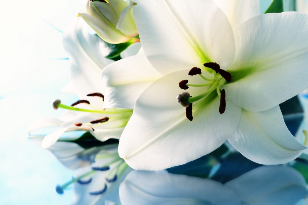 Funeral Flowers Newcastle